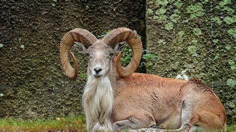 California man accused of smuggling endangered Pakistani sheep trophy into the U.S.